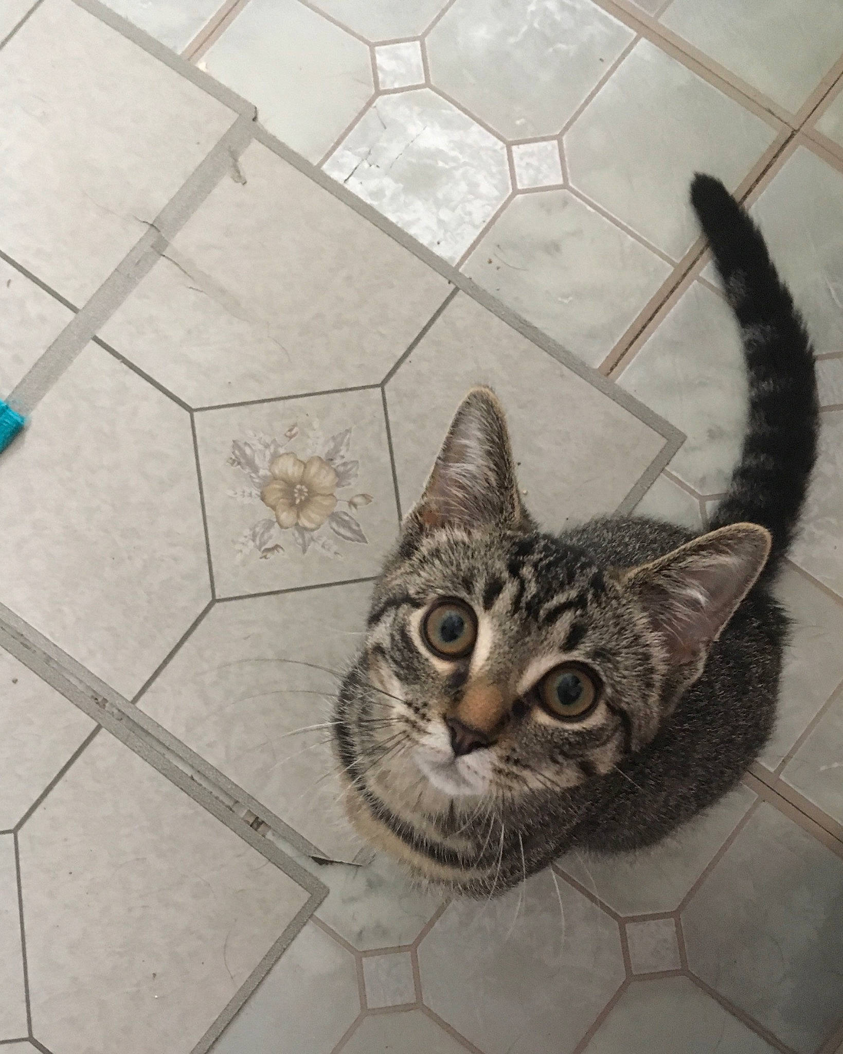 Bean joined the competition — help win amazing prizes! asian, bengal, carnivore, cat, domestic_short_haired_cat, dragon_li, drawing, egyptian_mau, european_shorthair, felidae, flagstone, floor, flooring, kitten, ocicat, small_to_medium_sized_cats, snout, tabby_cat, tile, whiskers