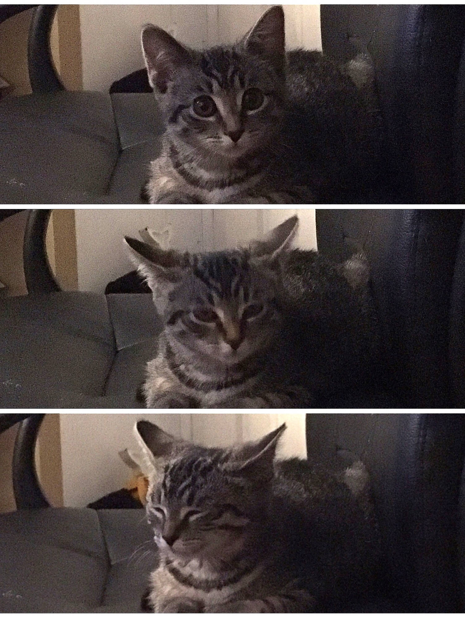 Bean joined the competition — help win amazing prizes! american_shorthair, asian, black_and_white, black_cat, carnivore, cat, domestic_short_haired_cat, ear, european_shorthair, felidae, fur, kitten, photo_caption, polydactyl_cat, small_to_medium_sized_cats, square, tabby_cat, whiskers