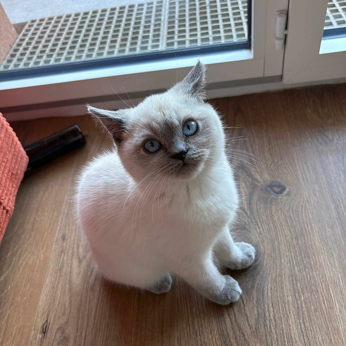 Bizou participe au concours pour gagner de l'argent avec cette photo : animal, blue_eyes, cat, curious, cute, daylight, ears, fluffy, home, indoors, kitten, looking_at_camera, paws, pet, portrait, sitting, whiskers, white_fur, window, wooden_floor