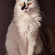 Minette participe au concours pour gagner de l'argent avec cette photo : cat, white_cat, fluffy_fur, black_patch, whiskers, sitting, portrait, domestic_cat, pet, feline, indoor, soft_light, sunlight, close_up, animal, cute, furry, relaxed, calm, background