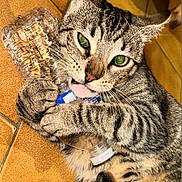 Jack participe au concours pour gagner de l'argent avec cette photo : cat, tabby_cat, pet, animal, claws, water_bottle, floor, tile_floor, playful, cute, whiskers, fur, claw, domestic_animal, mammal, indoor, close_up, green_eyes, holding, grip