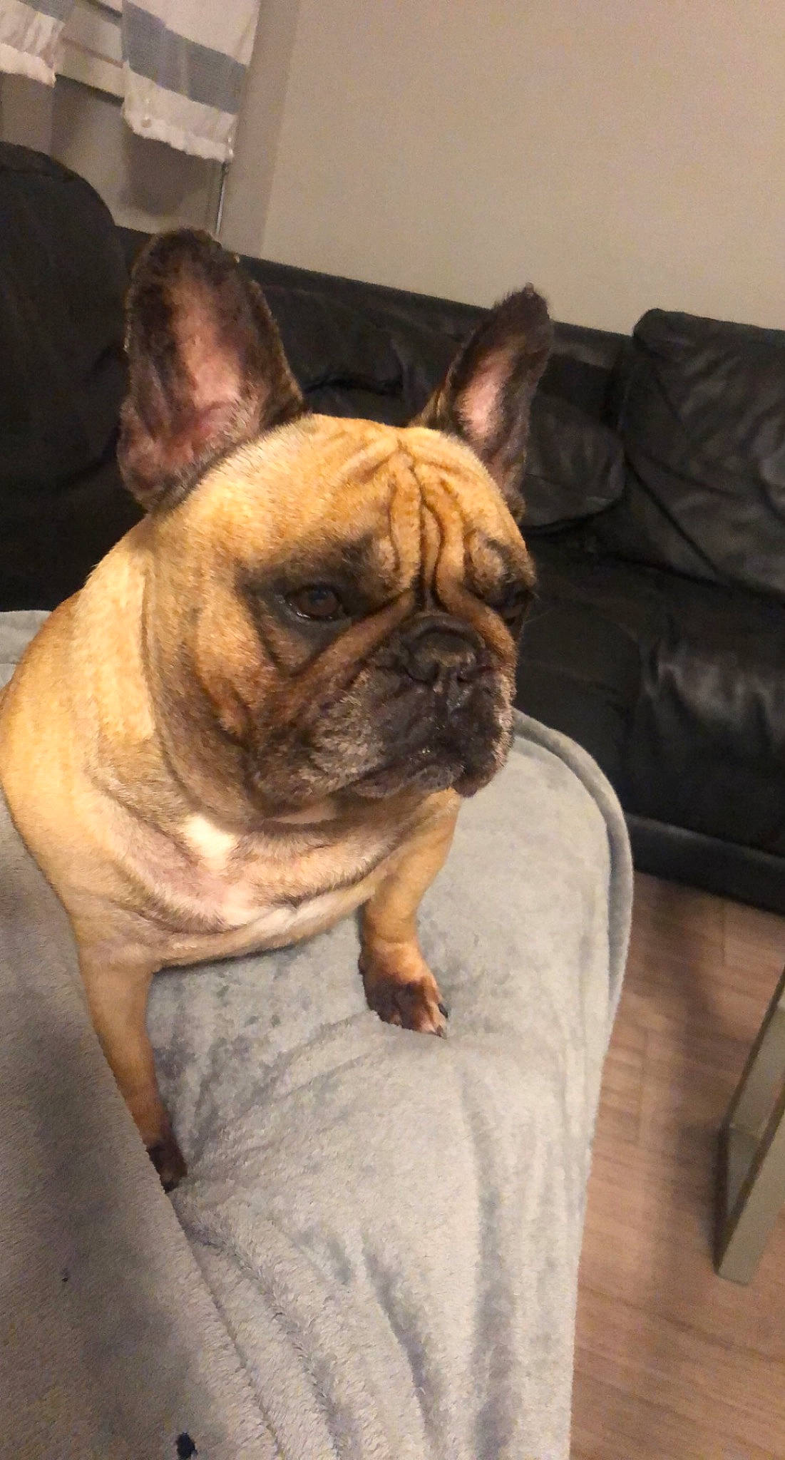 Ixya a rejoint le concours — aidez-le/la à gagner de superbes lots ! bulldog, canidae, carnivore, comfort, companion_dog, couch, dog, dog_breed, ear, fawn, felidae, french_bulldog, snout, sporting_group, terrestrial_animal, toy_dog, whiskers, wood, working_animal, wrinkle