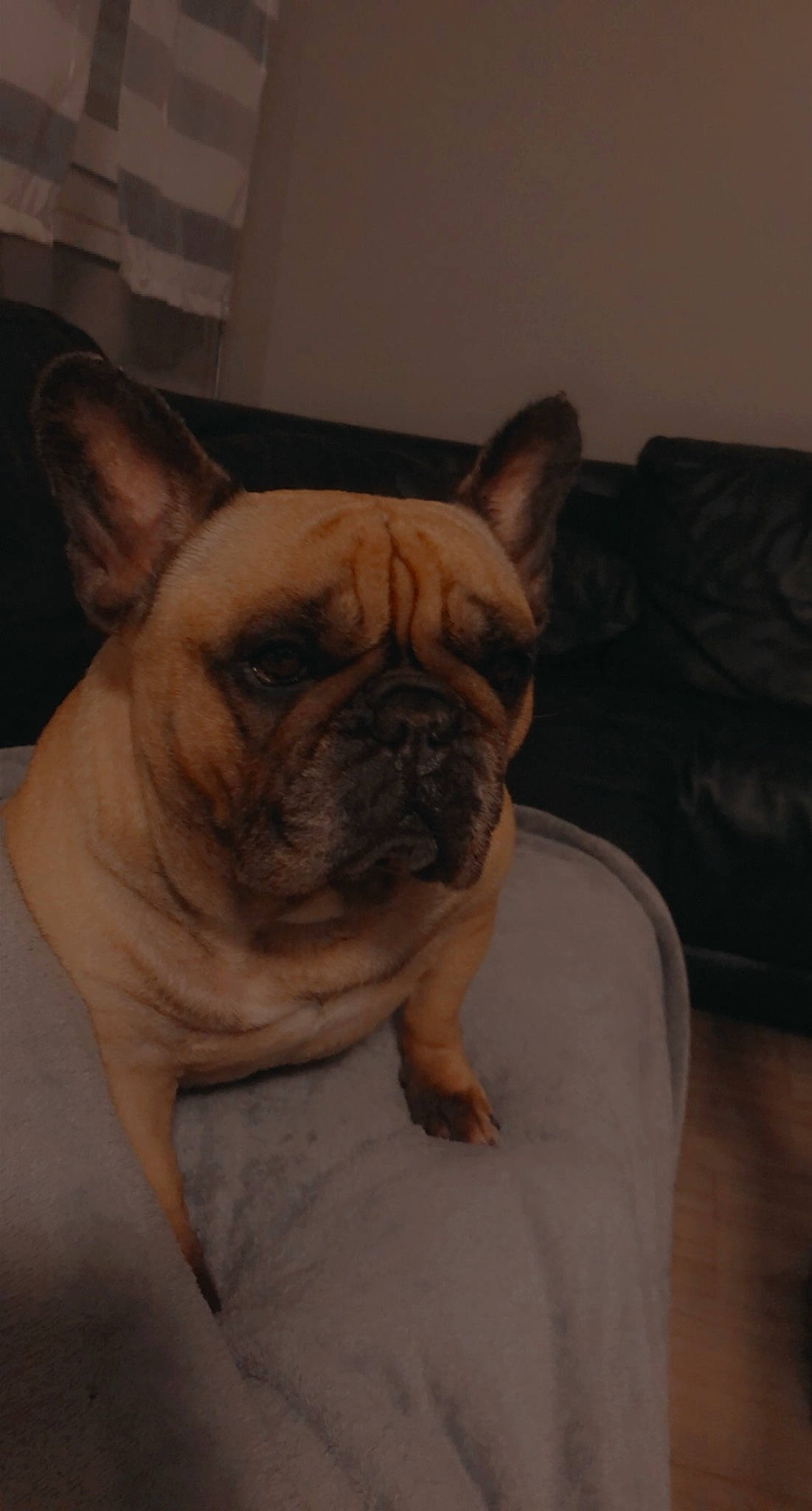 Ixya participe au concours pour gagner de l'argent avec cette photo : bulldog, canidae, carnivore, comfort, companion_dog, dog, dog_breed, ear, eye, fawn, flooring, french_bulldog, pug, snout, terrestrial_animal, toy_dog, whiskers, wood, working_animal, wrinkle