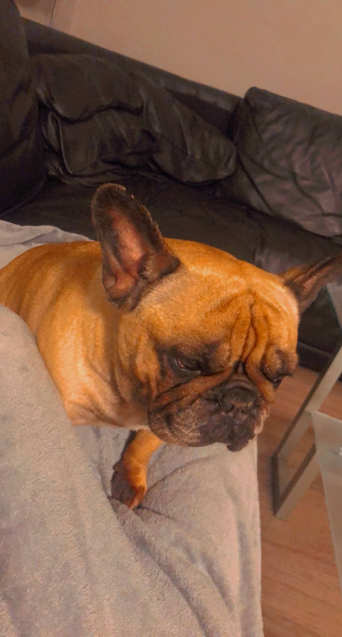 Ixya a rejoint le concours — aidez-le/la à gagner de superbes lots ! bulldog, canidae, carnivore, comfort, companion_dog, couch, dog, dog_breed, ear, fawn, french_bulldog, non_sporting_group, snout, sporting_group, terrestrial_animal, toy_dog, whiskers, wood, working_animal, wrinkle