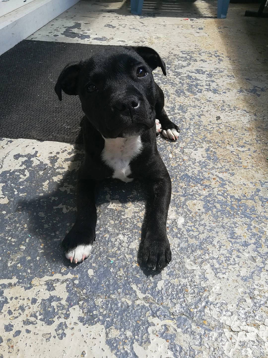 Taya a rejoint le concours — aidez-le/la à gagner de superbes lots ! borador, boston_terrier, canidae, carnivore, companion_dog, dog, dog_breed, fawn, fur, guard_dog, non_sporting_group, puppy, road_surface, sporting_group, tail, terrestrial_animal, working_animal, working_dog