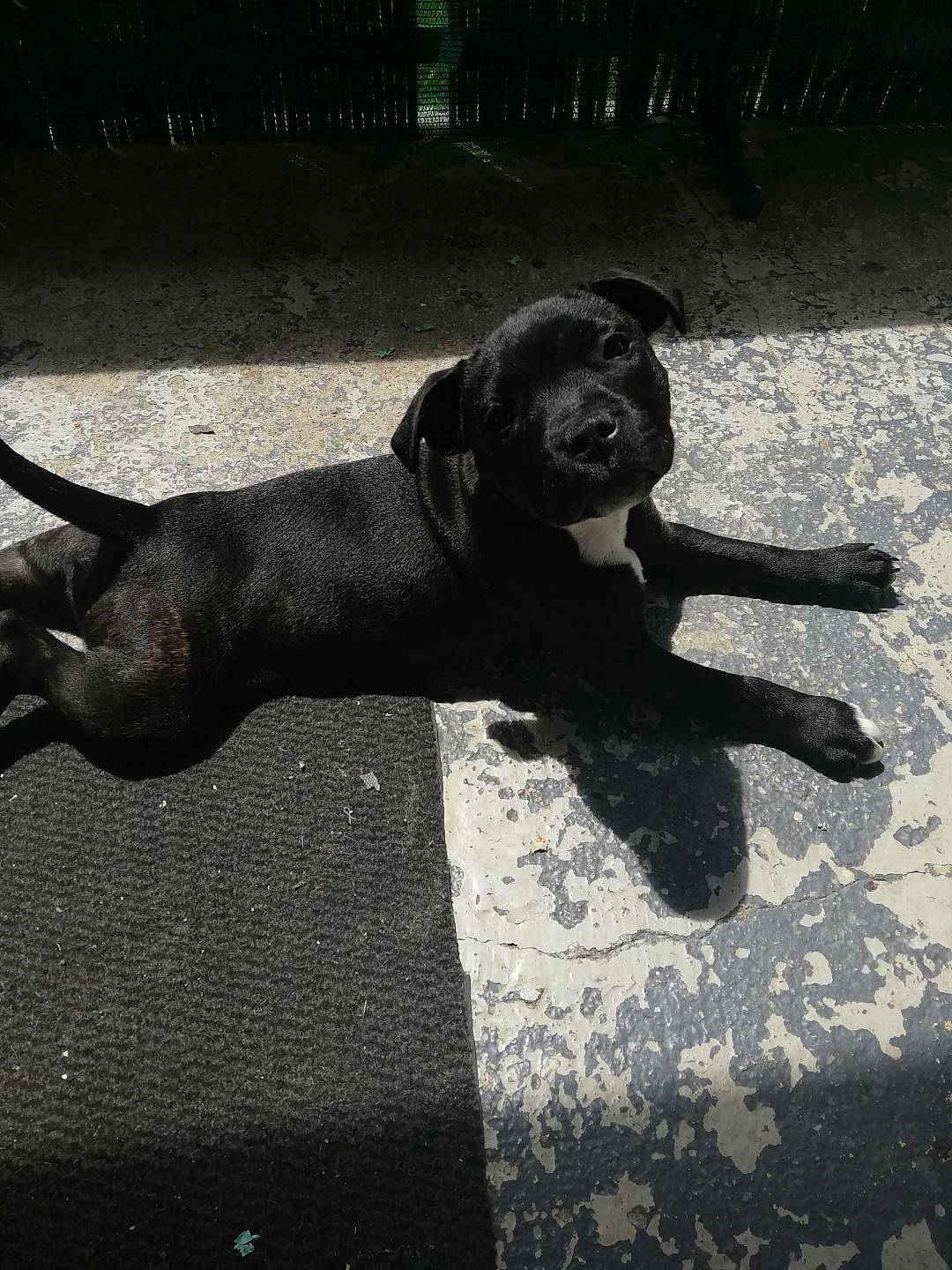 Taya participe au concours pour gagner de l'argent avec cette photo : borador, canidae, carnivore, collar, companion_dog, dog, dog_breed, dog_collar, fawn, flooring, grey, gun_dog, leash, liver, shadow, snout, sporting_group, tail, tints_and_shades, working_animal