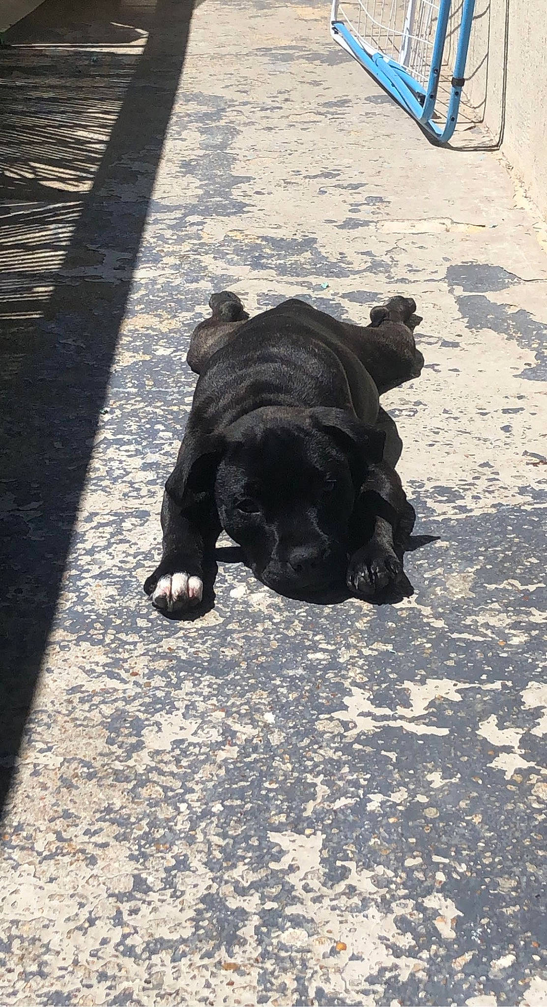 Taya a rejoint le concours — aidez-le/la à gagner de superbes lots ! asphalt, automotive_tire, canidae, carnivore, companion_dog, dog, dog_breed, flooring, fur, grass, human_leg, leash, road, road_surface, sidewalk, snout, tail, tints_and_shades, working_animal, wrinkle