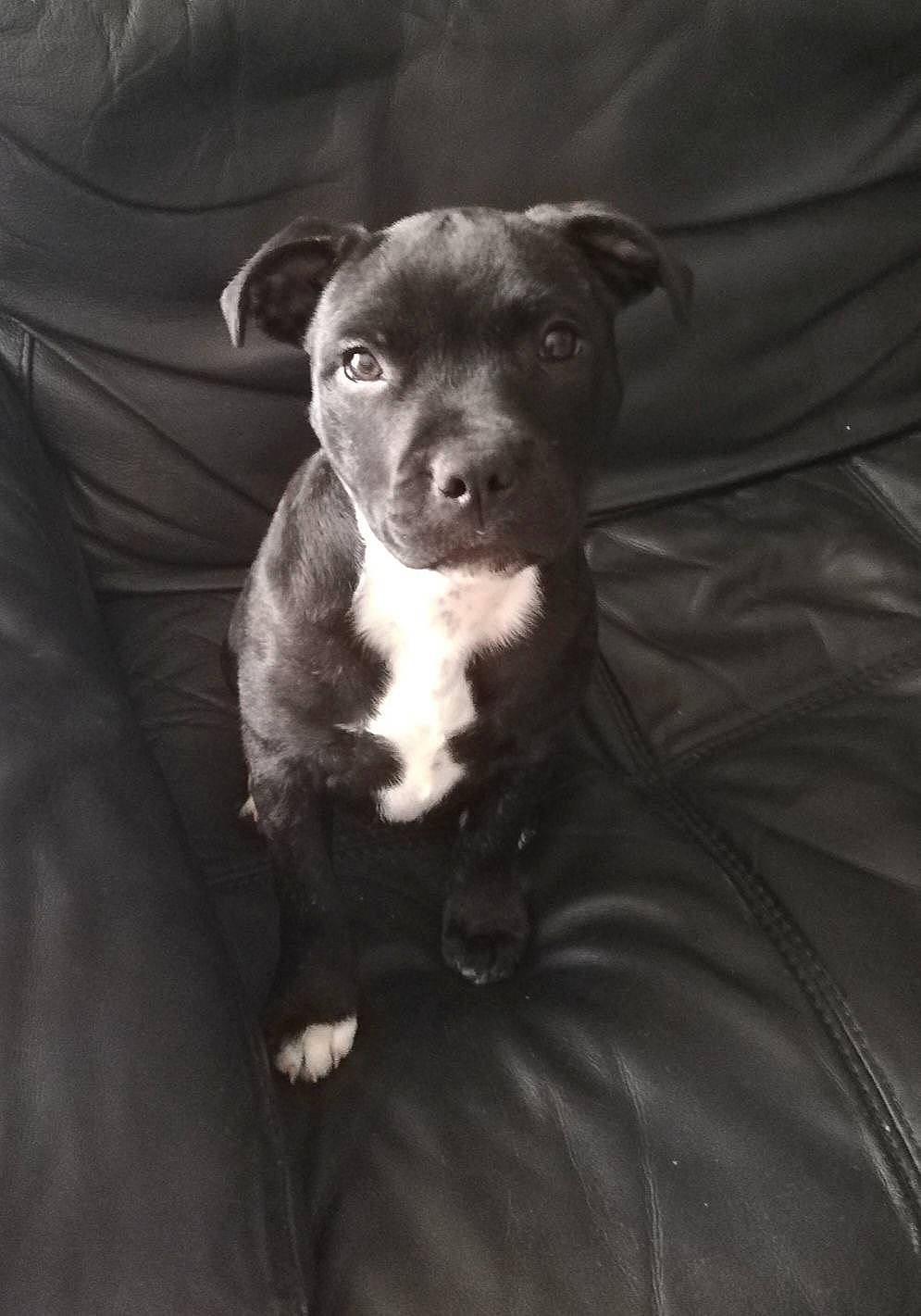 Taya a rejoint le concours — aidez-le/la à gagner de superbes lots ! borador, canidae, carnivore, comfort, companion_dog, dog, dog_breed, flash_photography, fur, grey, guard_dog, monochrome_photography, non_sporting_group, sleeve, snout, sporting_group, terrestrial_animal, toy_dog, whiskers, working_animal