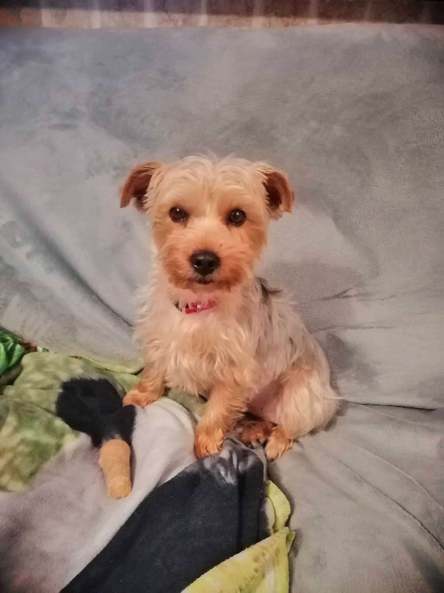 Bamboo a rejoint le concours — aidez-le/la à gagner de superbes lots ! bolonka, canidae, carnivore, companion_dog, dog, dog_breed, dutch_smoushond, maltepoo, maltese, mammal, morkie, person, poodle_crossbreed, puppy, rare_breed_dog, schnoodle, sealyham_terrier, sporting_lucas_terrier, toy_dog, vertebrate