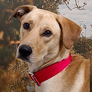 Digger joined the competition — help win amazing prizes! accessories, animal, beagle, canine, collar, dog, goldenretriever, hound, labradorretriever, leash, pet, puppy, snout, strap, whitedog