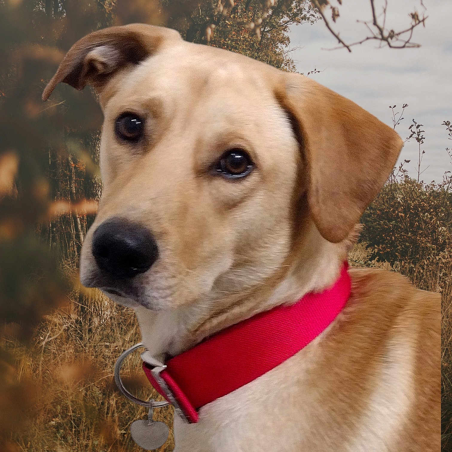 Digger joined the competition — help win amazing prizes! accessories, animal, beagle, canine, collar, dog, goldenretriever, hound, labradorretriever, leash, pet, puppy, snout, strap, whitedog