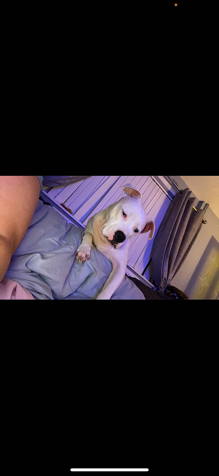 Loki joined the competition — help win amazing prizes! automotive_lighting, canidae, carnivore, comfort, companion_dog, couch, darkness, dog, dog_breed, eyewear, fawn, fur, human_leg, selfie, sitting, sporting_group, street_fashion, thigh, toy, vehicle_door