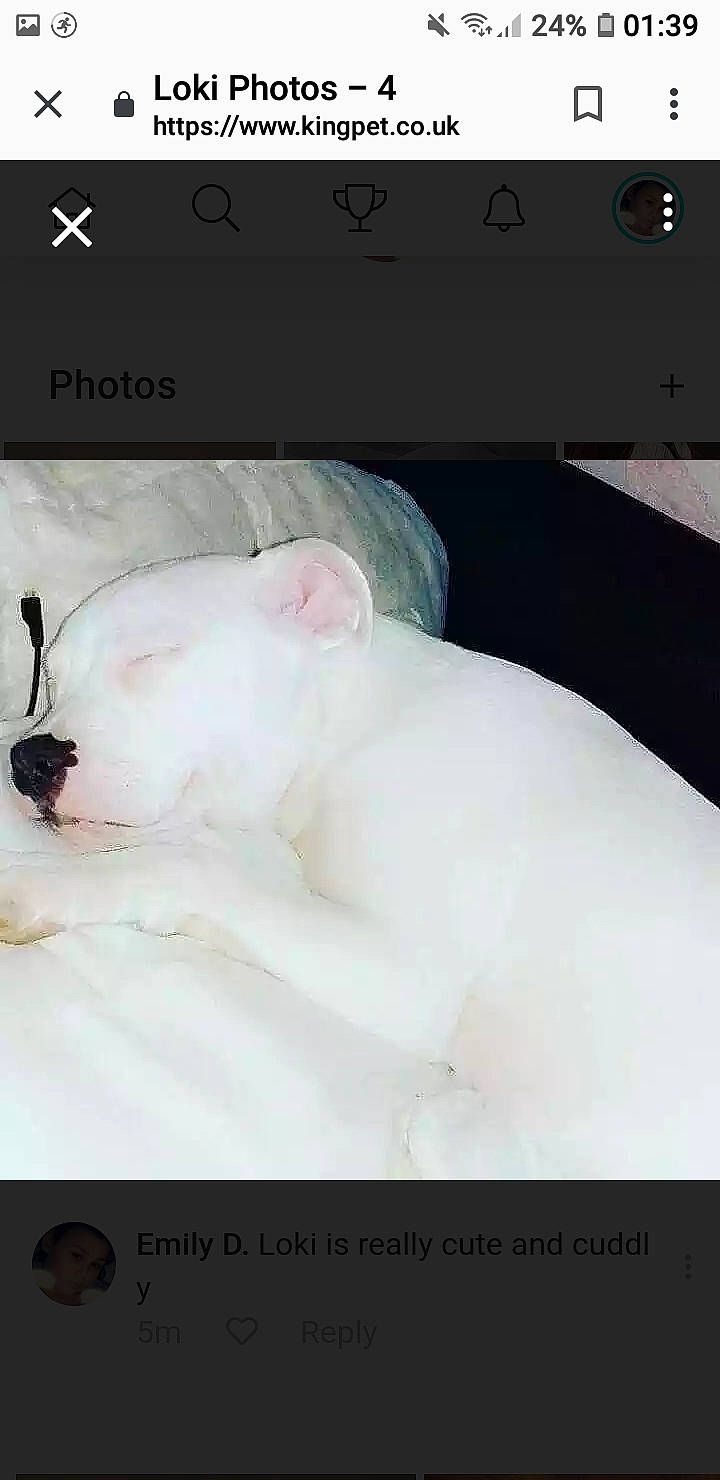 Loki joined the competition — help win amazing prizes! bull_terrier, canidae, non_sporting_group, nose, person, photo_caption, under_exposed