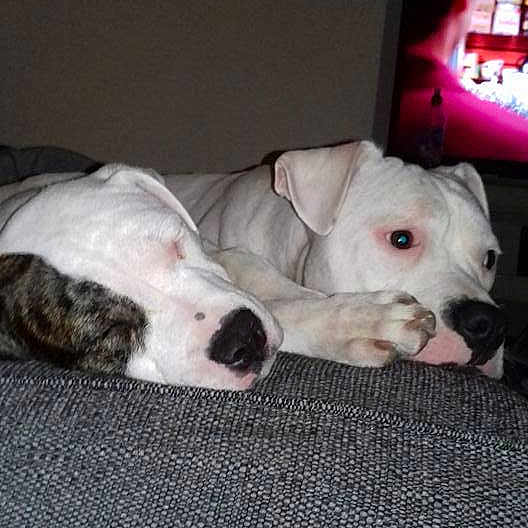 Loki is registered to the contest to win money with this photo: american_bulldog, boxer, bulldog, canidae, carnivore, companion_dog, dog, dog_breed, dogo_argentino, dogo_guatemalteco, fawn, mammal, non_sporting_group, nose, pit_bull, puppy, rare_breed_dog, snout, valley_bulldog, vertebrate