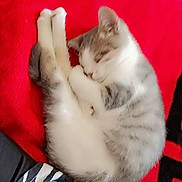 Crevette a rejoint le concours — aidez-le/la à gagner de superbes lots ! animal, cat, cozy, curled_up, cute, domestic_animal, feline, fur, indoor, paw, pet, quiet, red_blanket, relaxed, resting, sleeping, small, soft, striped_pattern, whiskers