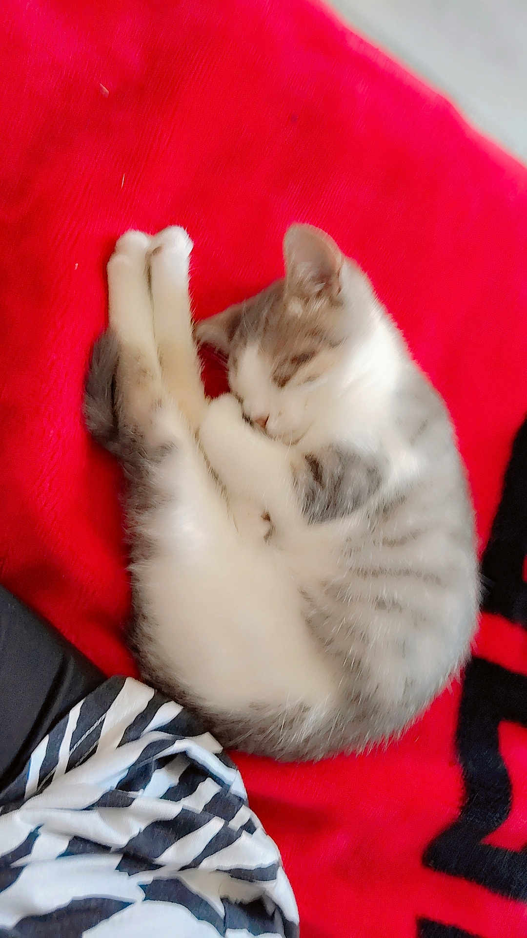 Crevette a rejoint le concours — aidez-le/la à gagner de superbes lots ! animal, cat, cozy, curled_up, cute, domestic_animal, feline, fur, indoor, paw, pet, quiet, red_blanket, relaxed, resting, sleeping, small, soft, striped_pattern, whiskers