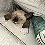kitten, cat, sleeping, paw, siamese, fur, cozy, blanket, cushion, indoors, resting, cute, pet, animal, whiskers, nap, soft, young, feline, peaceful