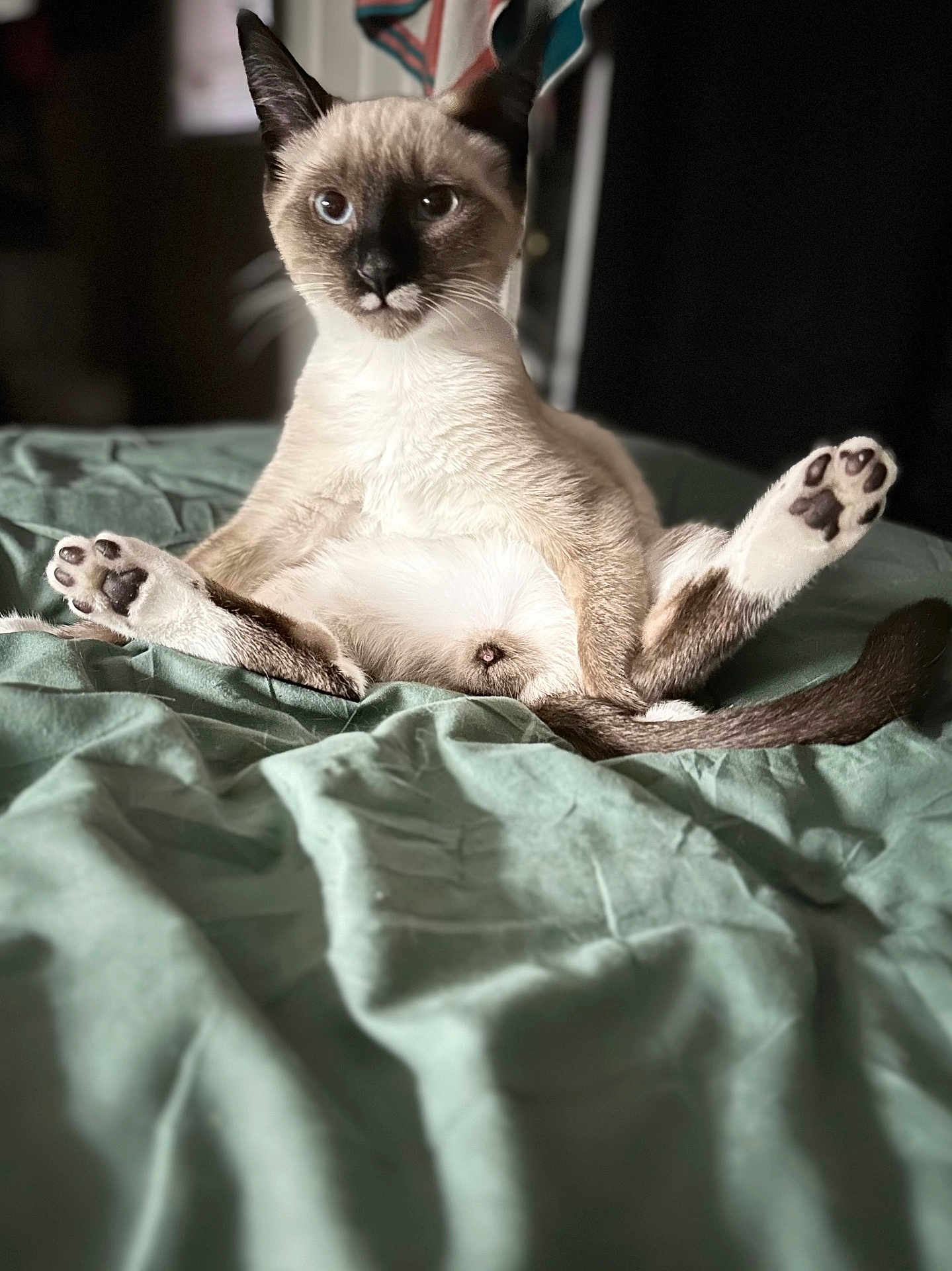 Teriyaki