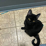 Biscuit is registered to the contest to win money with this photo: animal, black_cat, cat, curious, domestic_cat, ear, feline, floor, footwear, gray_wall, indoor, jeans, looking_up, pen, person, pet, shoe, tail, tile_floor, yellow_eyes