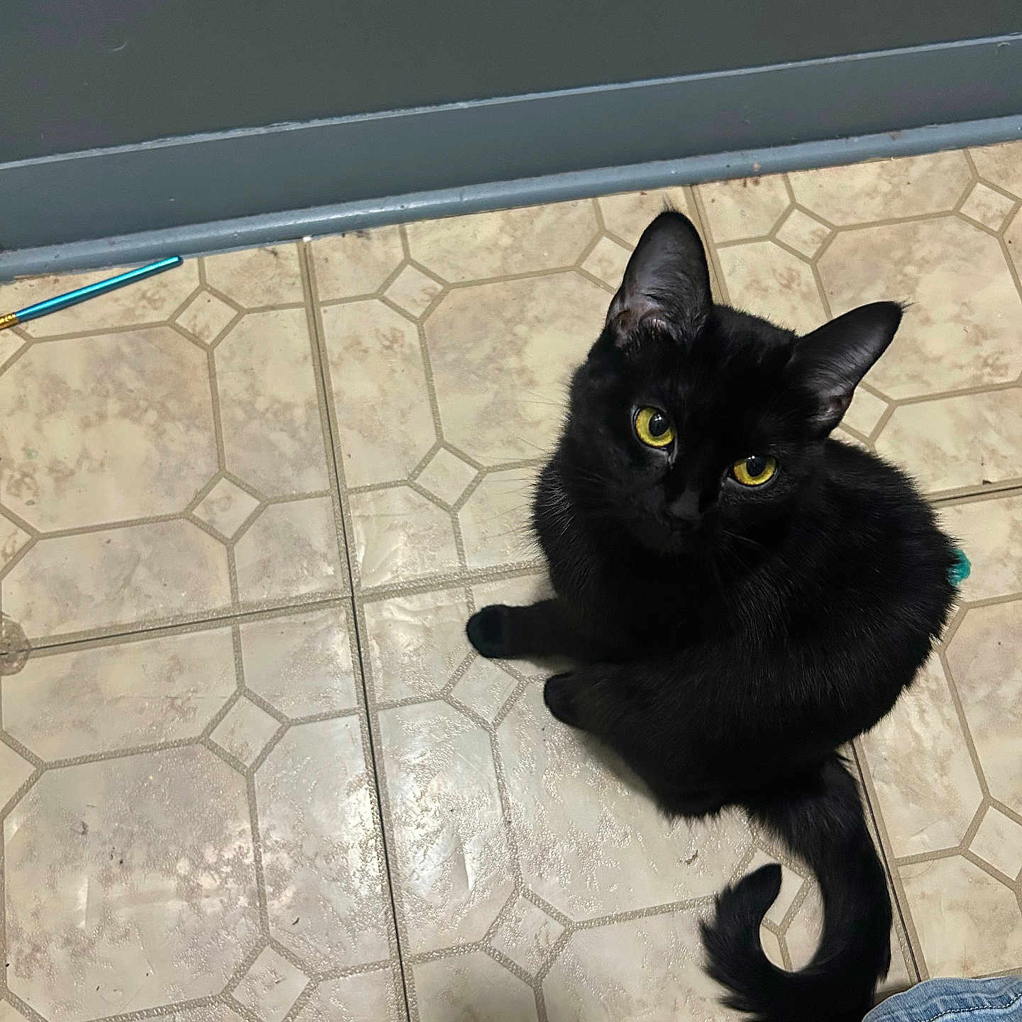 Biscuit