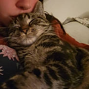 Oras a rejoint le concours — aidez-le/la à gagner de superbes lots ! cat, tabby_cat, person, face, closed_eyes, kiss, affection, sleepy, cuddle, indoor, soft_lighting, comfort, pet, animal, feline, cozy, close_up, human, love, relaxation