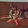 Maggie Mae is registered to the contest to win money with this photo: animal, bone_shaped_toy, brown, canine, collar, companion, couch, dog, domestic_animal, furniture, german_shepherd, indoor, looking_at_camera, lying_down, medium_coat, one_animal, pet, relaxed, resting, toy