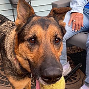 Maggie Mae is registered to the contest to win money with this photo: animal, carpet, chair, closeup, collar, dog, ears, fur, german_shepherd, home, jeans, mouth, outdoor, person, pet, playful, resting, sneakers, tennis_ball, tongue