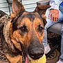 animal, carpet, chair, closeup, collar, dog, ears, fur, german_shepherd, home, jeans, mouth, outdoor, person, pet, playful, resting, sneakers, tennis_ball, tongue