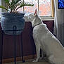 Maggie Mae is registered to the contest to win money with this photo: animal, calm, carpet, cozy, curtain, dog, domestic, furniture, home, indoor, looking_out_window, natural_light, pet, plant, potted_plant, quiet, side_view, standing, white_dog, window