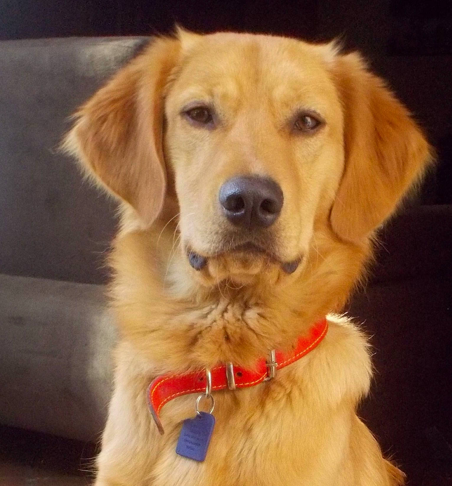 Bilbo participe au concours pour gagner de l'argent avec cette photo : ancient_dog_breeds, beagador, canidae, carnivore, companion_dog, dog, dog_breed, dog_collar, fawn, fur, golden_retriever, mammal, nose, puppy, rare_breed_dog, retriever, snout, sporting_group, vertebrate, whiskers