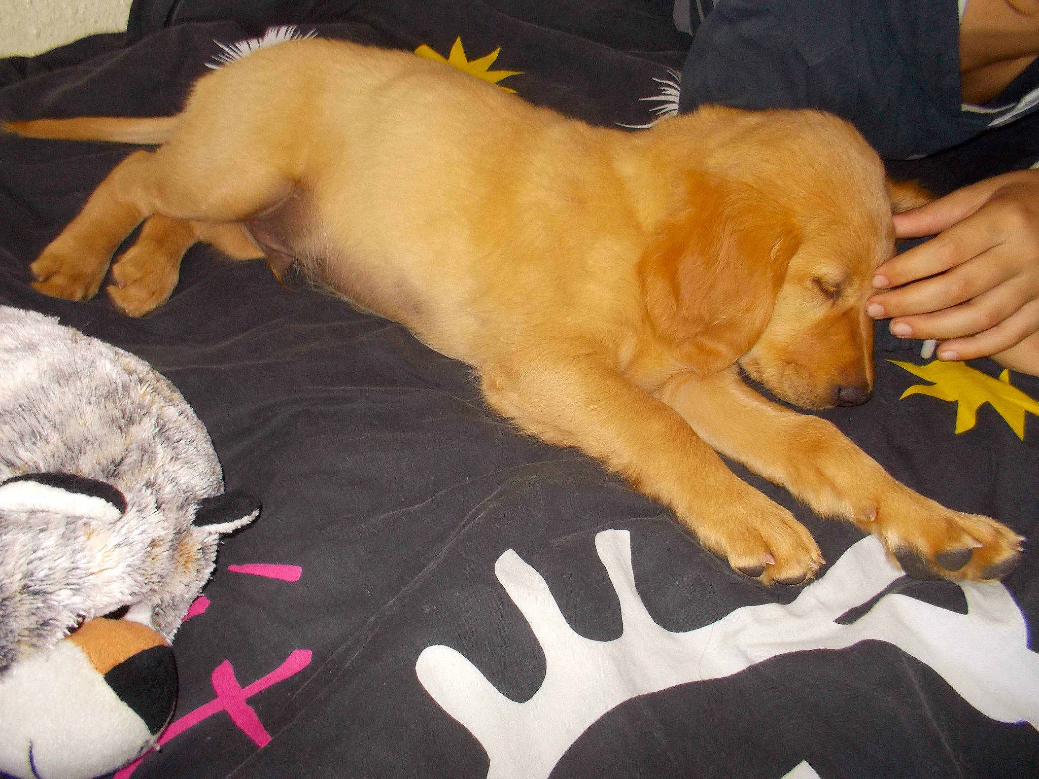 Bilbo a rejoint le concours — aidez-le/la à gagner de superbes lots ! beagador, canidae, carnivore, companion_dog, dog, dog_breed, fawn, flat_coated_retriever, golden_retriever, hovawart, labrador_retriever, mammal, puppy, retriever, small_greek_domestic_dog, sporting_group, vertebrate