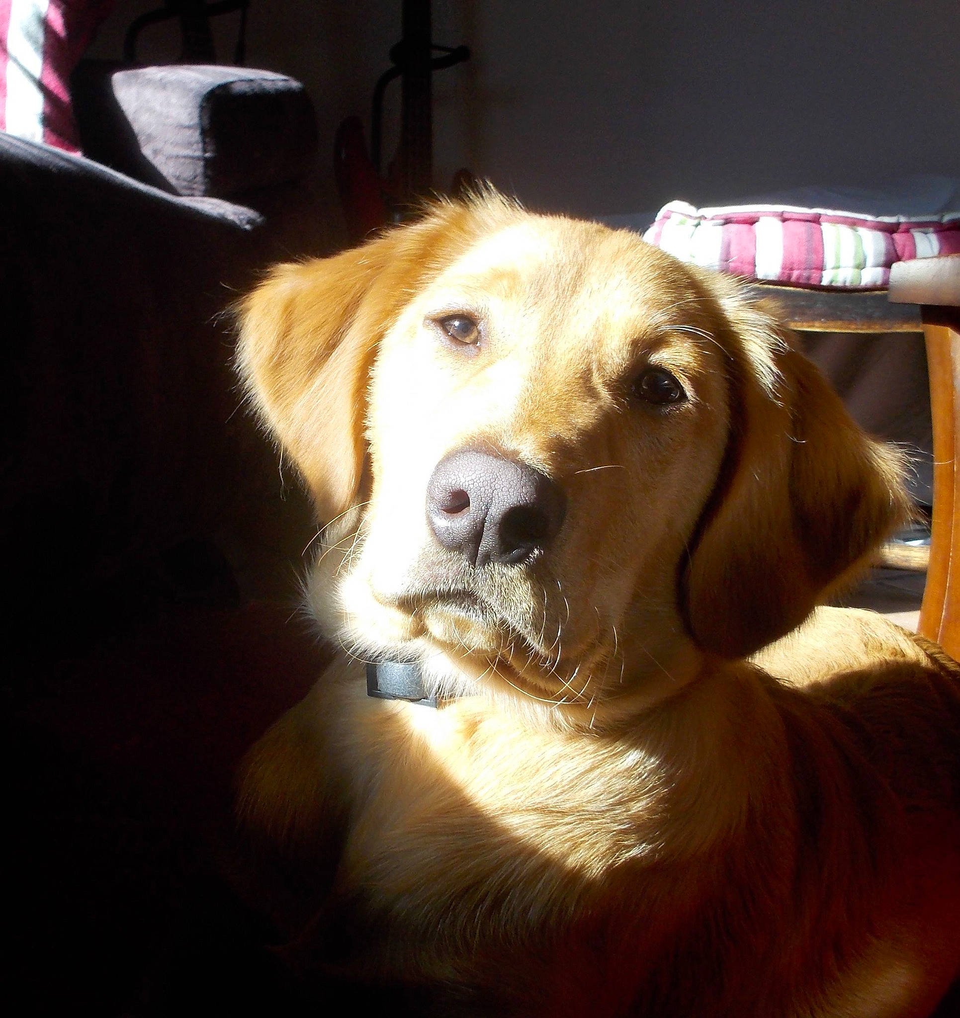 Bilbo a rejoint le concours — aidez-le/la à gagner de superbes lots ! canidae, carnivore, companion_dog, dog, dog_breed, ear, eye, fur, golden_retriever, labrador_retriever, mammal, nose, puppy, retriever, snout, sporting_group, whiskers