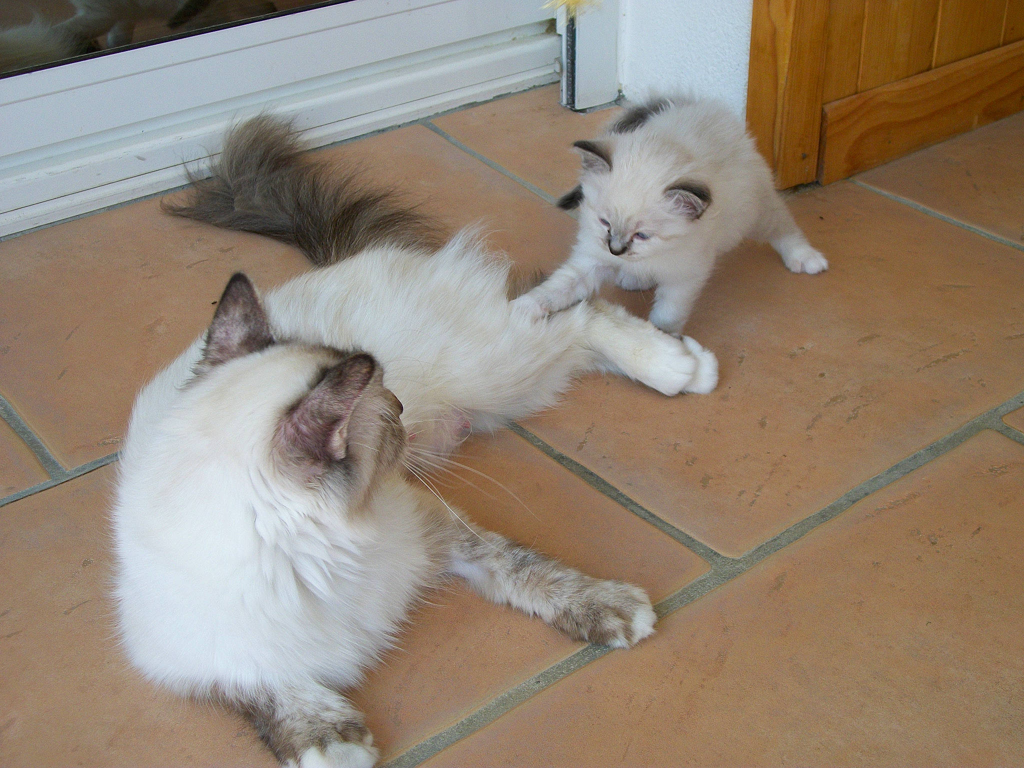 Kiki a rejoint le concours — aidez-le/la à gagner de superbes lots ! aegean_cat, american_curl, asian_semi_longhair, birman, carnivore, cat, domestic_long_haired_cat, felidae, kitten, mammal, norwegian_forest_cat, polydactyl_cat, ragamuffin, ragdoll, small_to_medium_sized_cats, tail, turkish_angora, turkish_van, vertebrate, whiskers