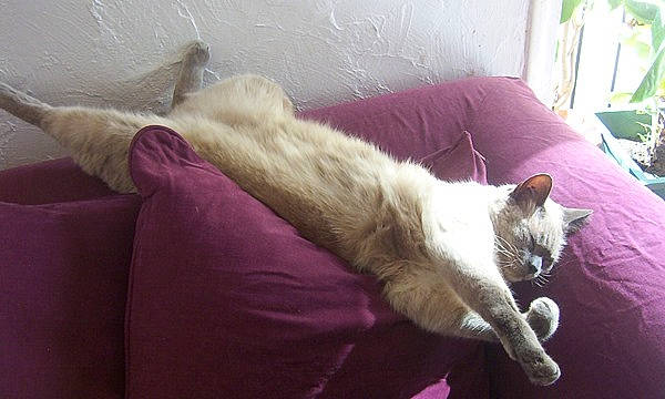 Titus a rejoint le concours — aidez-le/la à gagner de superbes lots ! balinese, carnivore, cat, domestic_short_haired_cat, european_shorthair, fawn, felidae, fur, furniture, kitten, nap, ragdoll, small_to_medium_sized_cats, tail, turkish_angora, whiskers