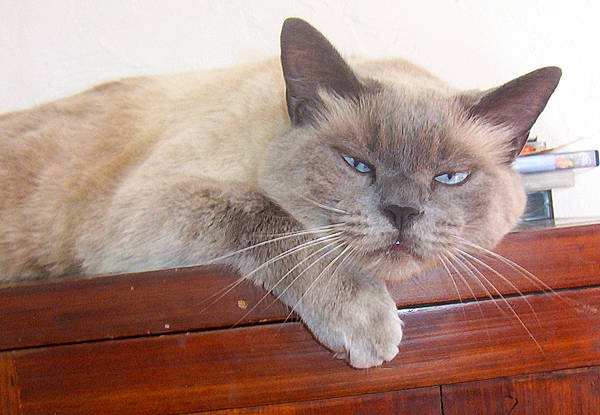 Titus a rejoint le concours — aidez-le/la à gagner de superbes lots ! asian, balinese, burmese, carnivore, cat, colorpoint_shorthair, fawn, felidae, javanese, kitten, mammal, ojos_azules, ragdoll, siamese, small_to_medium_sized_cats, thai, tonkinese, vertebrate, whiskers