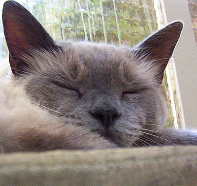 Titus a rejoint le concours — aidez-le/la à gagner de superbes lots ! asian, balinese, burmese, carnivore, cat, felidae, kitten, korat, mammal, nap, nebelung, oriental_longhair, russian_blue, siamese, small_to_medium_sized_cats, snout, thai, tonkinese, vertebrate, whiskers