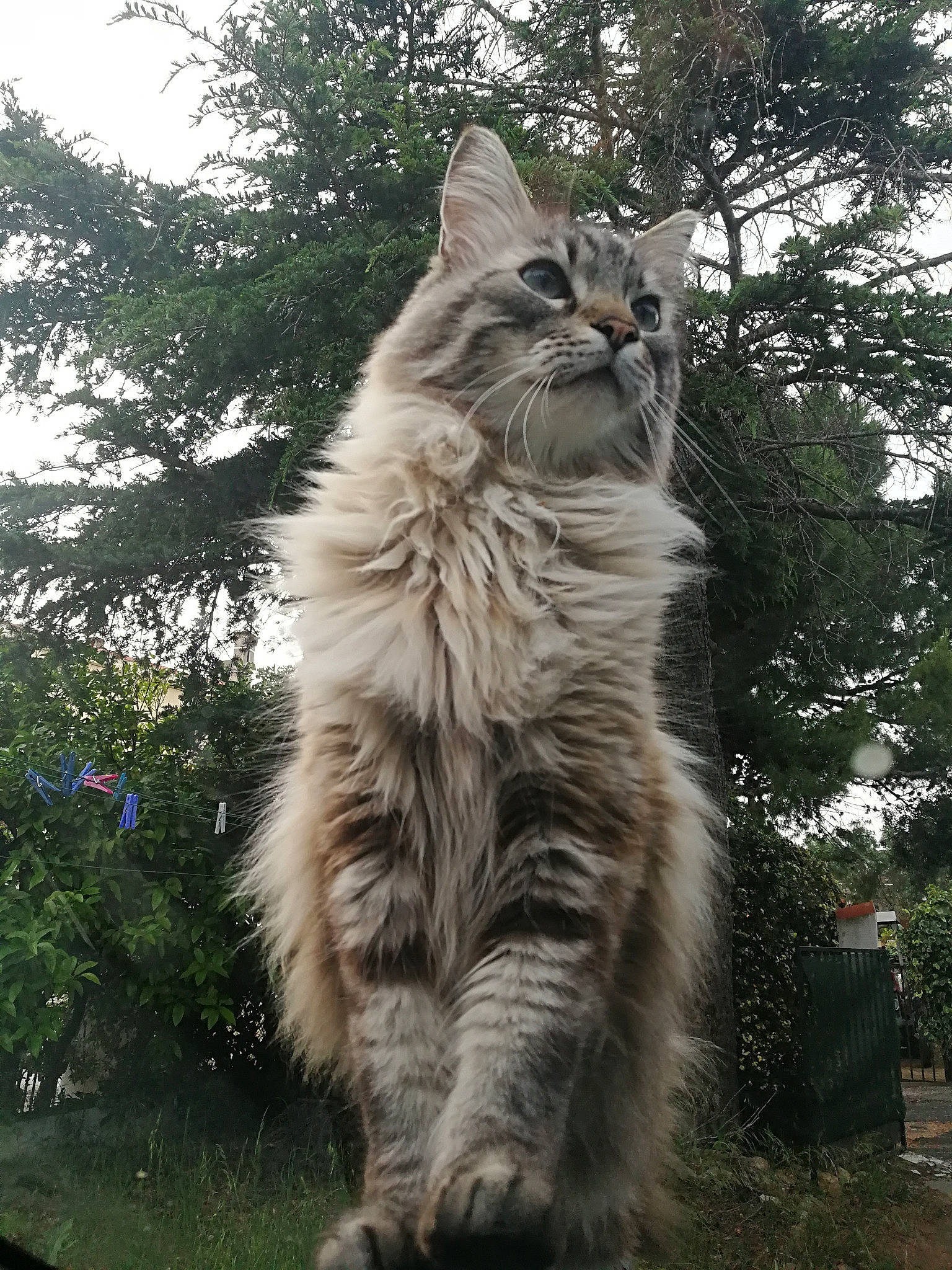Berlioz participe au concours pour gagner de l'argent avec cette photo : asian_semi_longhair, british_semi_longhair, carnivore, cat, domestic_long_haired_cat, felidae, grass, maine_coon, mammal, norwegian_forest_cat, ragamuffin, siberian, small_to_medium_sized_cats, tabby_cat, tree, vertebrate, whiskers, wild_cat, wildlife