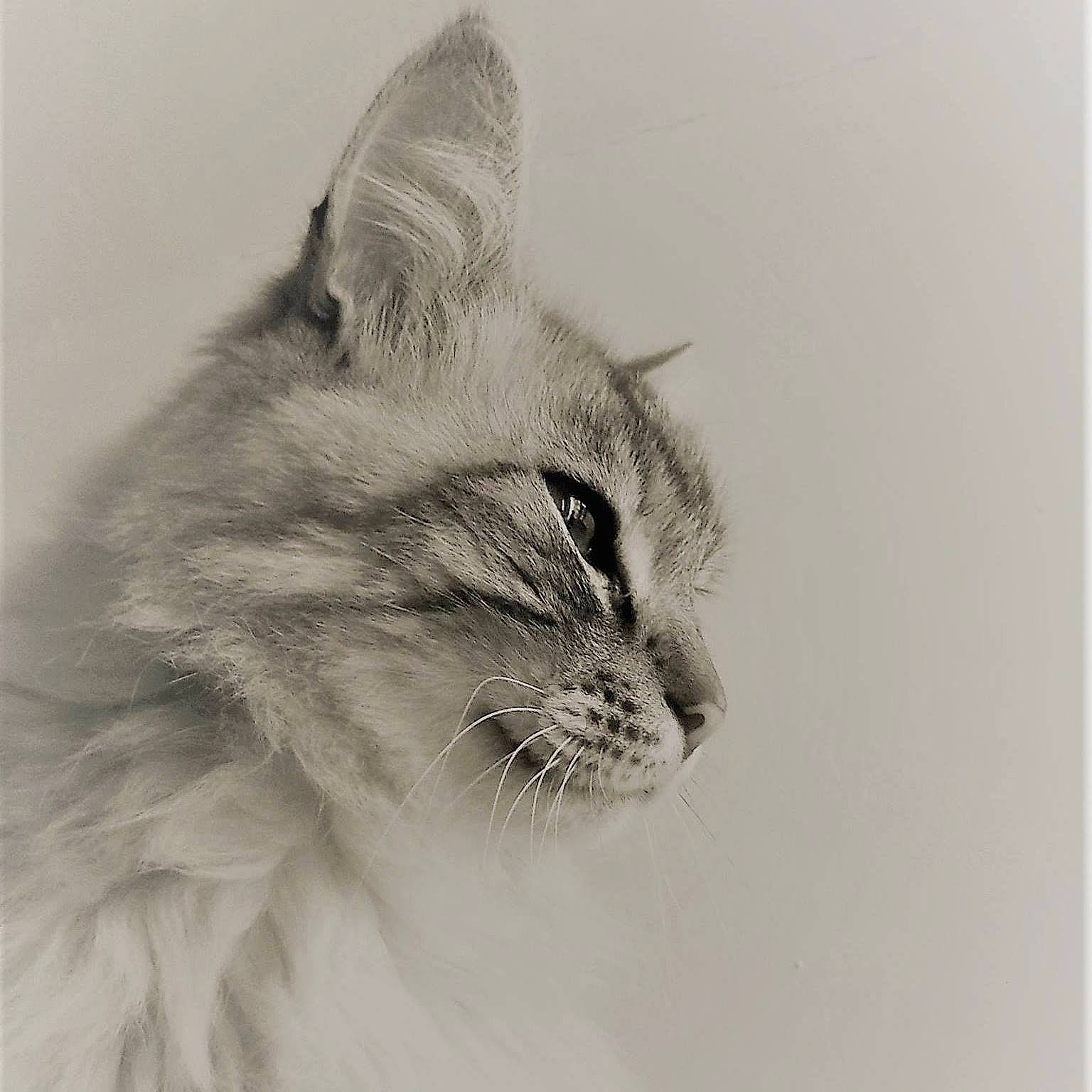 Berlioz a rejoint le concours — aidez-le/la à gagner de superbes lots ! balinese, black_and_white, carnivore, cat, close_up, domestic_long_haired_cat, drawing, ear, eye, felidae, fur, iris, kitten, nose, ojos_azules, ragdoll, sketch, small_to_medium_sized_cats, snout, whiskers