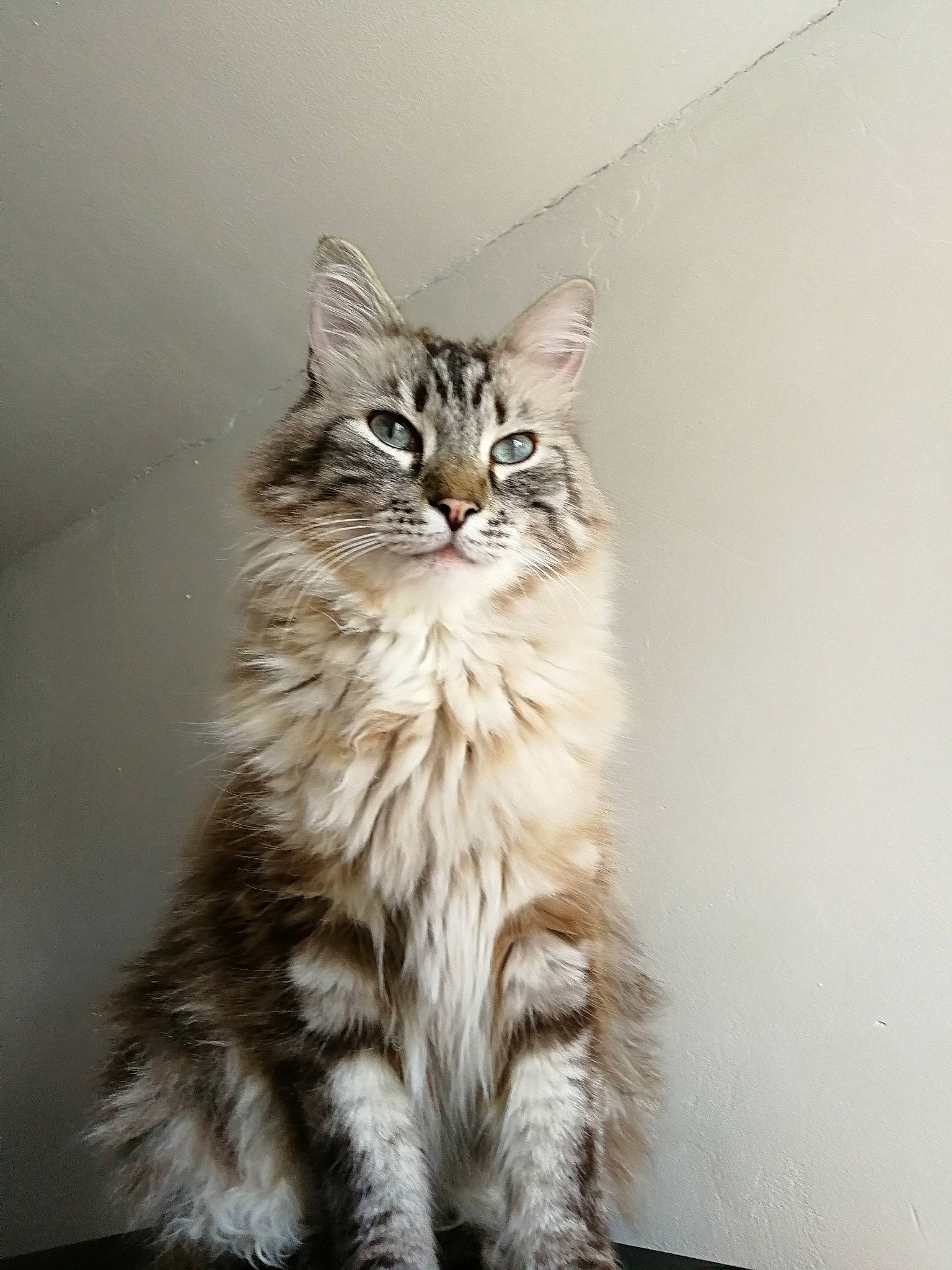 Berlioz a rejoint le concours — aidez-le/la à gagner de superbes lots ! american_curl, asian, asian_semi_longhair, british_semi_longhair, carnivore, cat, domestic_long_haired_cat, dragon_li, european_shorthair, felidae, fur, maine_coon, mammal, norwegian_forest_cat, ragamuffin, siberian, small_to_medium_sized_cats, tabby_cat, vertebrate, whiskers