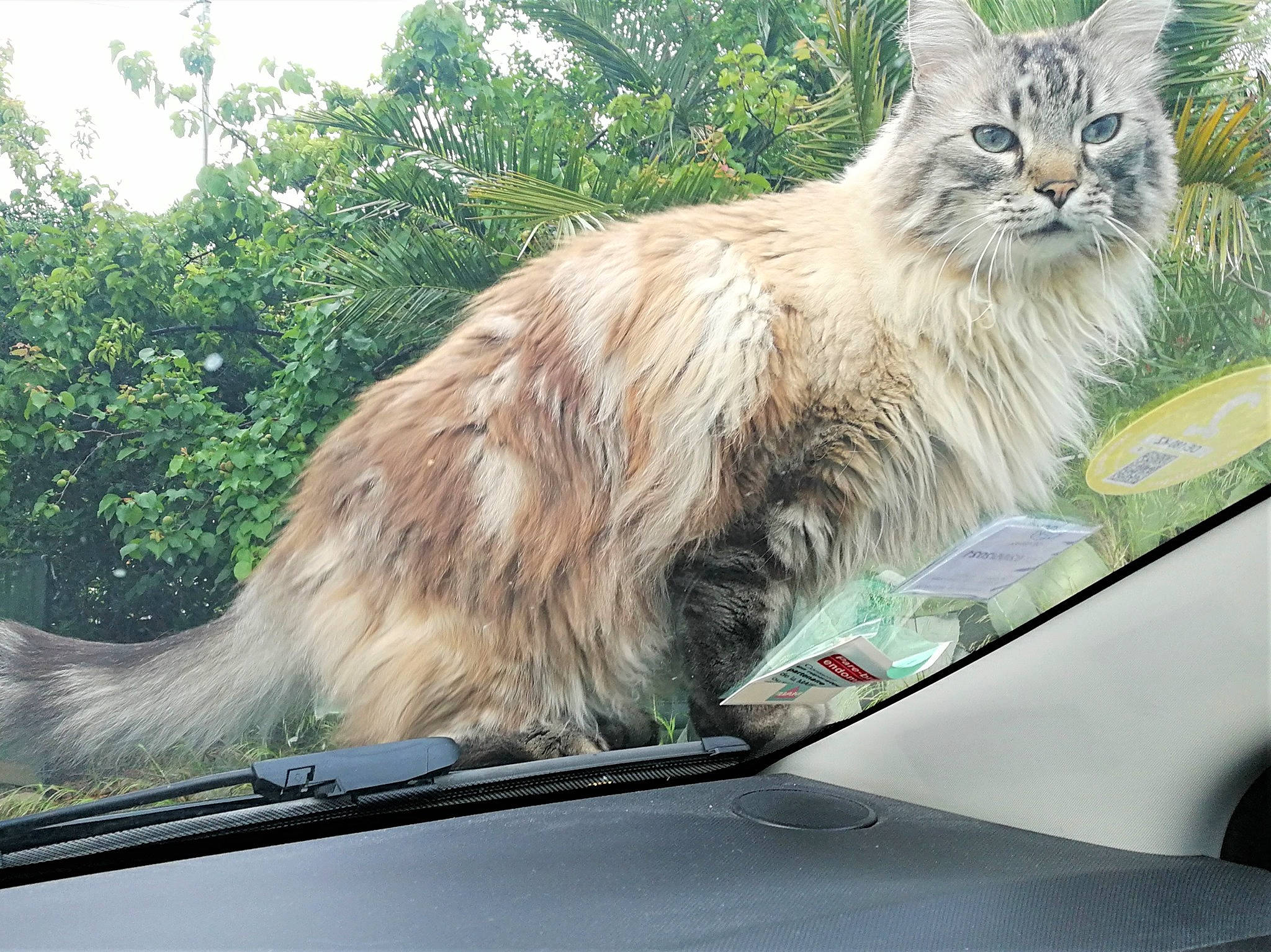 Berlioz a rejoint le concours — aidez-le/la à gagner de superbes lots ! asian_semi_longhair, automotive_window_part, car, carnivore, cat, domestic_long_haired_cat, fawn, felidae, glass, maine_coon, mammal, norwegian_forest_cat, siberian, small_to_medium_sized_cats, tail, vehicle, vertebrate, whiskers, window, windshield