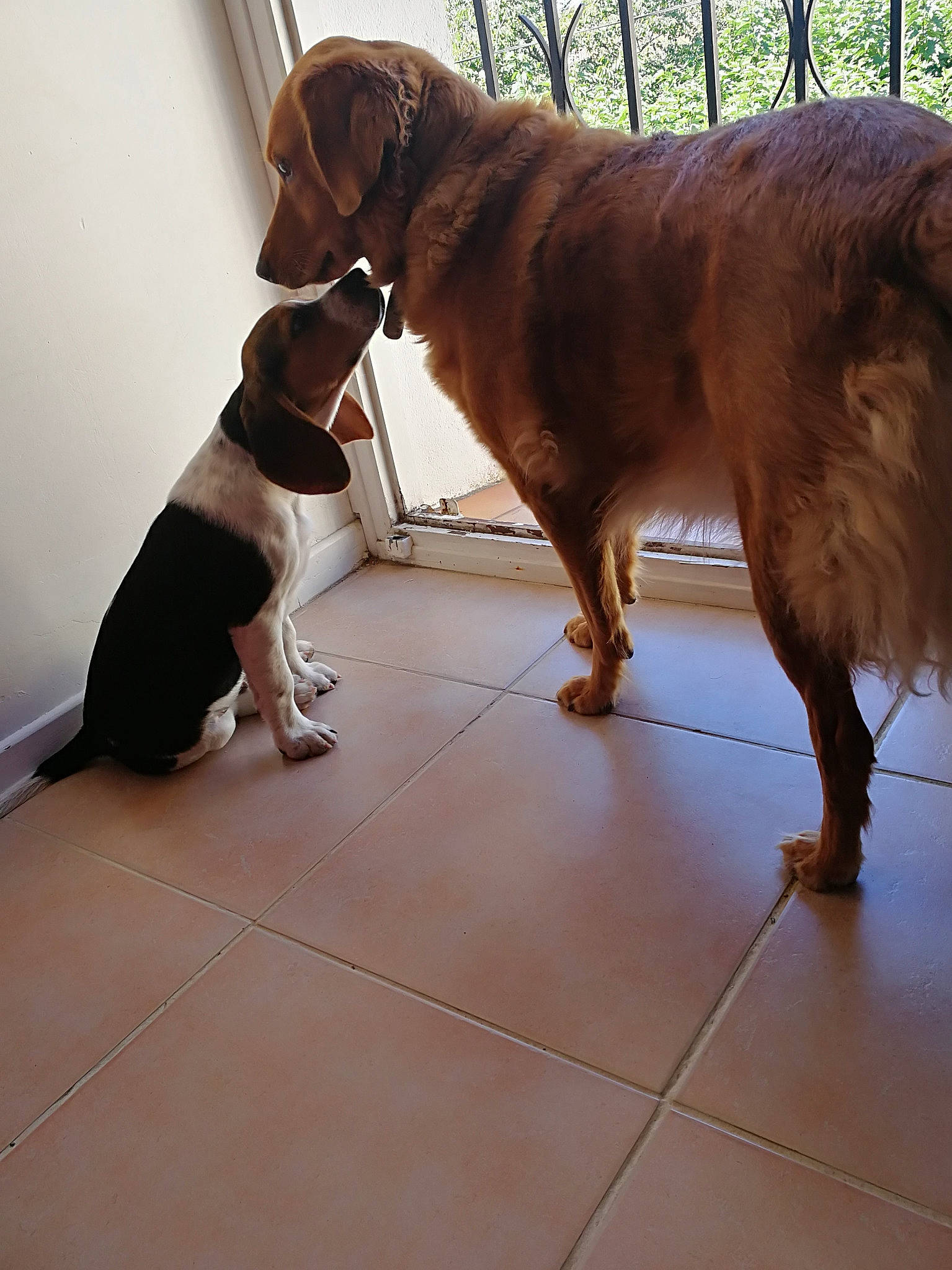 Oufti participe au concours pour gagner de l'argent avec cette photo : canidae, carnivore, dog, dog_breed, floor, liver, mammal, sporting_group, tail