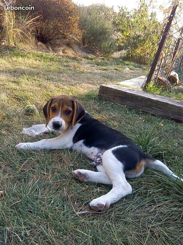 Oufti participe au concours pour gagner de l'argent avec cette photo : american_foxhound, beagle, beagle_harrier, canidae, carnivore, companion_dog, coonhound, dog, dog_breed, english_foxhound, estonian_hound, finnish_hound, halden_hound, hamiltonstovare, harrier, mammal, serbian_tricolour_hound, smooth_fox_terrier, treeing_walker_coonhound, vertebrate