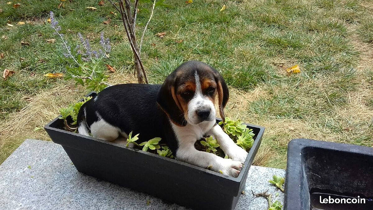 Oufti a rejoint le concours — aidez-le/la à gagner de superbes lots ! basset_artesien_normand, basset_hound, beagle, beaglier, canidae, carnivore, coonhound, dog, dog_breed, finnish_hound, hamiltonstovare, hound, mammal, pocket_beagle, rare_breed_dog, scent_hound, schweizer_laufhund, serbian_tricolour_hound, sporting_group, vertebrate