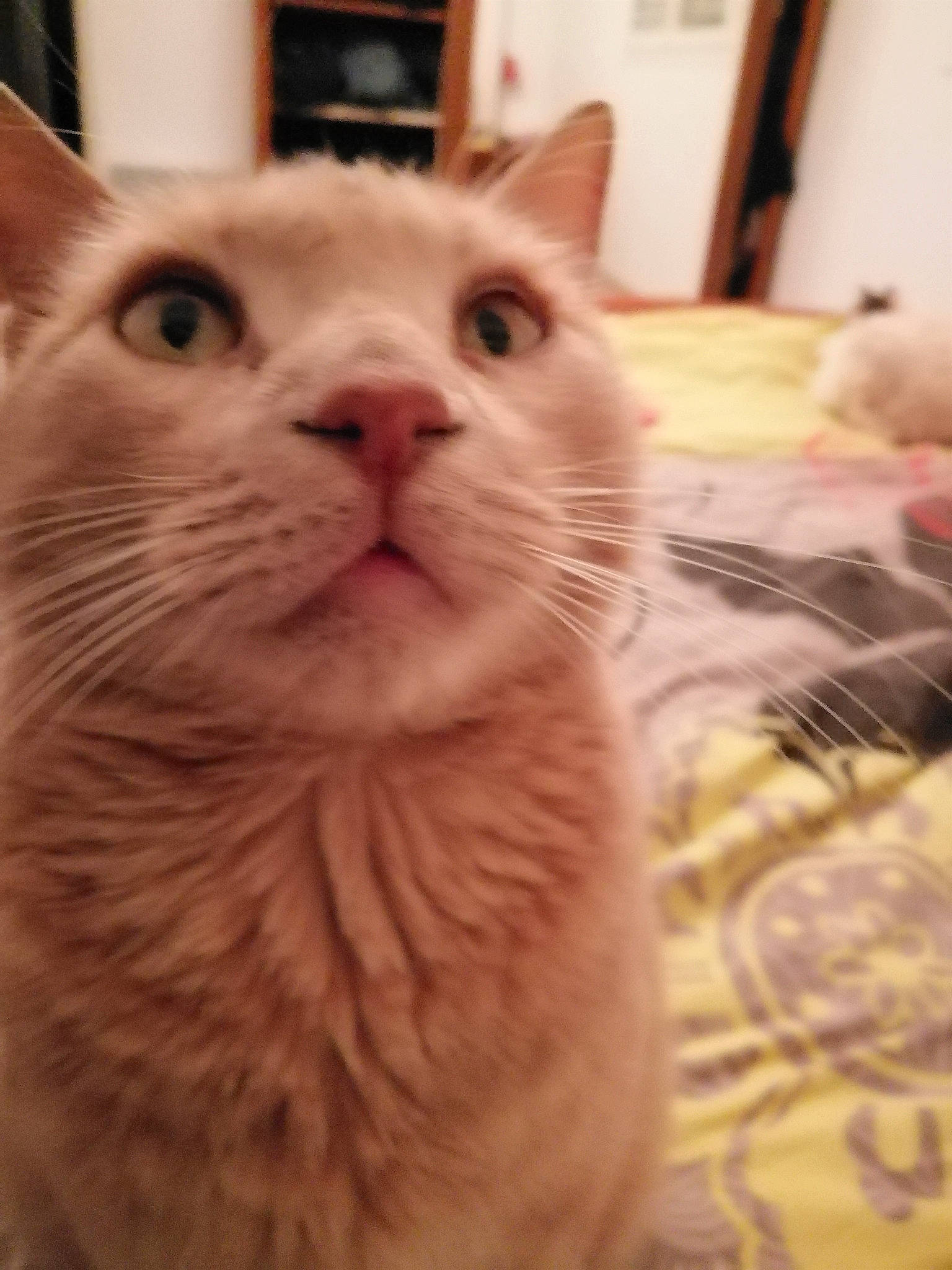 Kikounet participe au concours pour gagner de l'argent avec cette photo : aegean_cat, american_shorthair, asian, carnivore, cat, close_up, domestic_short_haired_cat, ear, european_shorthair, eye, felidae, fur, kitten, mammal, munchkin, nose, small_to_medium_sized_cats, snout, vertebrate, whiskers