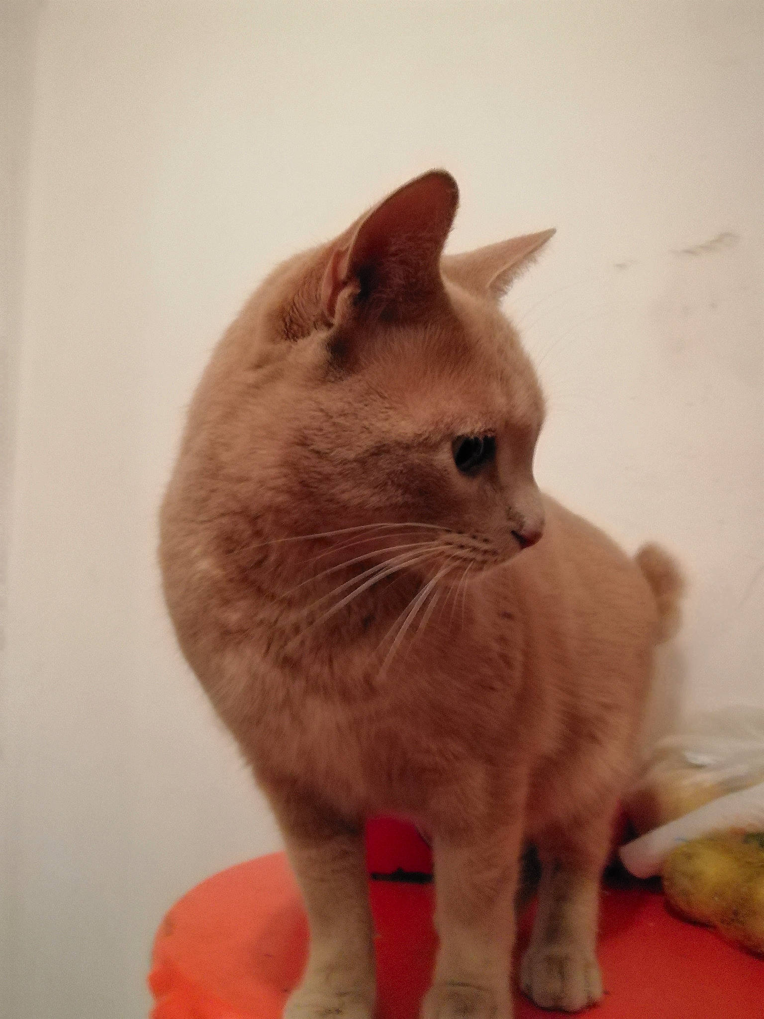 Kikounet participe au concours pour gagner de l'argent avec cette photo : asian, british_shorthair, burmese, burmilla, carnivore, cat, colorpoint_shorthair, domestic_short_haired_cat, fawn, felidae, german_rex, javanese, mammal, ojos_azules, small_to_medium_sized_cats, snout, tail, tonkinese, vertebrate, whiskers