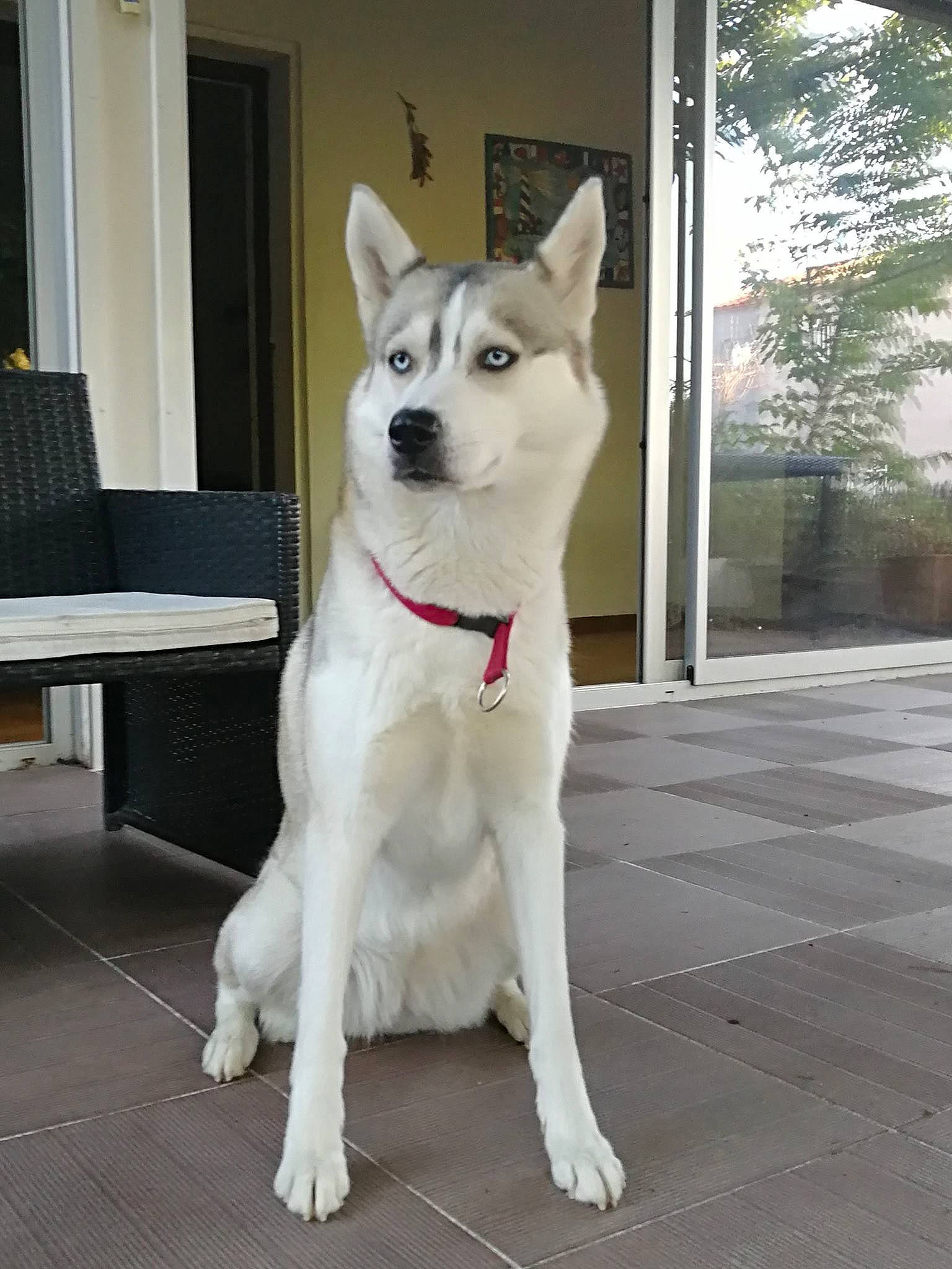 Laïka a rejoint le concours — aidez-le/la à gagner de superbes lots ! alaskan_klee_kai, ancient_dog_breeds, canaan_dog, canidae, carnivore, dog, dog_breed, kishu, korean_jindo_dog, labrador_husky, mammal, rare_breed_dog, sakhalin_husky, siberian_husky, sled_dog, snout, tail, tamaskan_dog, vertebrate, working_dog