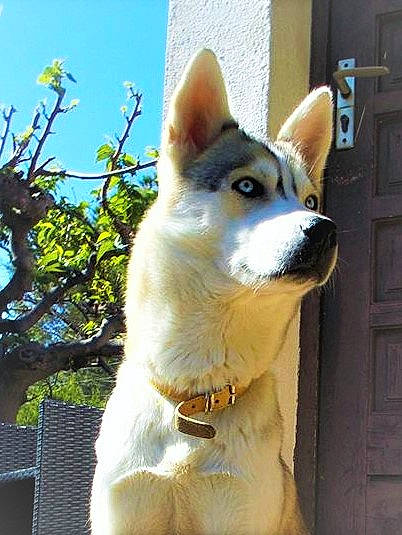Laïka participe au concours pour gagner de l'argent avec cette photo : akita_inu, ancient_dog_breeds, canaan_dog, canidae, carnivore, dog, dog_breed, east_siberian_laika, korean_jindo_dog, mammal, northern_inuit_dog, norwegian_buhund, rare_breed_dog, sakhalin_husky, shikoku, siberian_husky, snout, tamaskan_dog, vertebrate, wolfdog