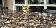 Pugsley is registered to the contest to win money with this photo: cat, tabby_cat, countertop, granite, indoor, kitchen, chair, window, reflection, home_interior, furniture, pet, curious, animal, domestic, face, ears, eyes, table, evening