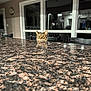 cat, tabby_cat, countertop, granite, indoor, kitchen, chair, window, reflection, home_interior, furniture, pet, curious, animal, domestic, face, ears, eyes, table, evening