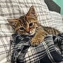 kitten, tabby, cat, pet, animal, feline, paw, bed, blanket, plaid, cozy, cute, sleepy, resting, indoor, soft, fur, whiskers, ears, closeup